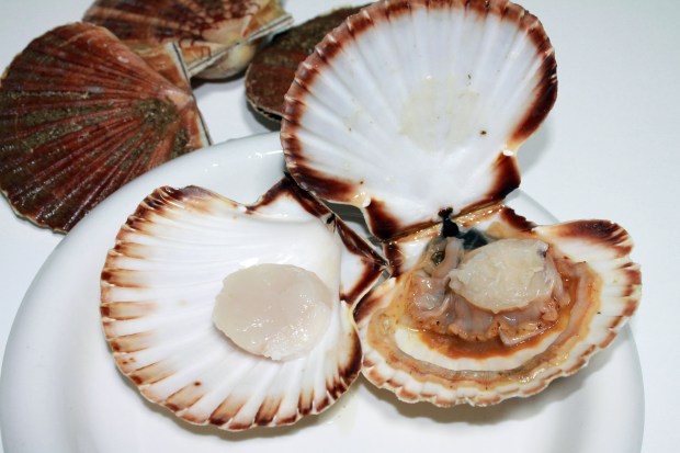 Diferencia entre una vieira lavada y otra sin lavar